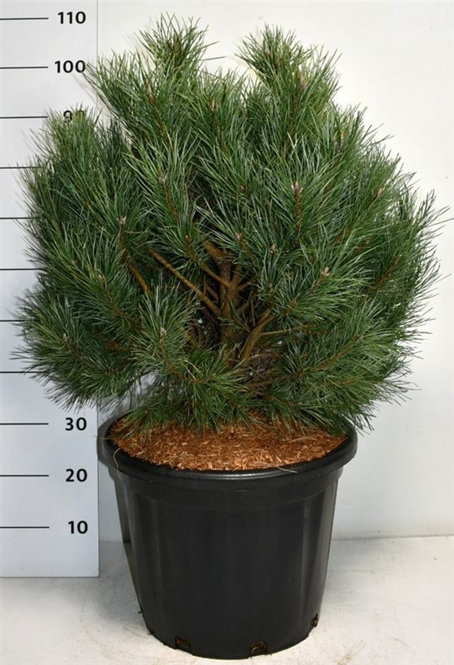 Pinus sylv. 'Watereri' - C35 60-80 CM